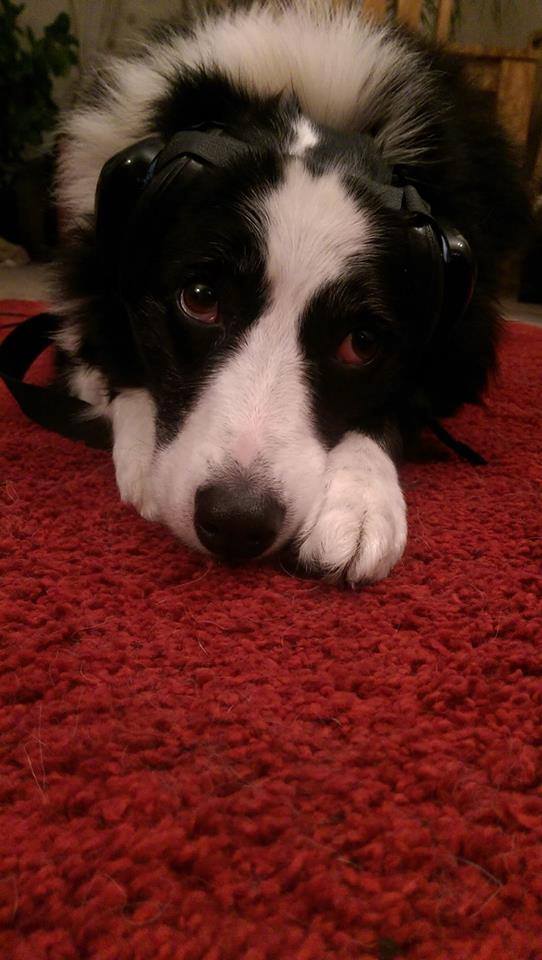 14907049_1283543491685410_4293876148975161883_n