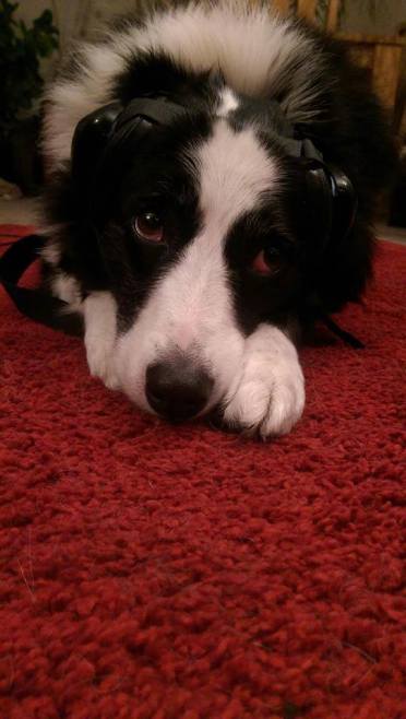 14907049_1283543491685410_4293876148975161883_n